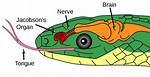 Does Snake Have Brain