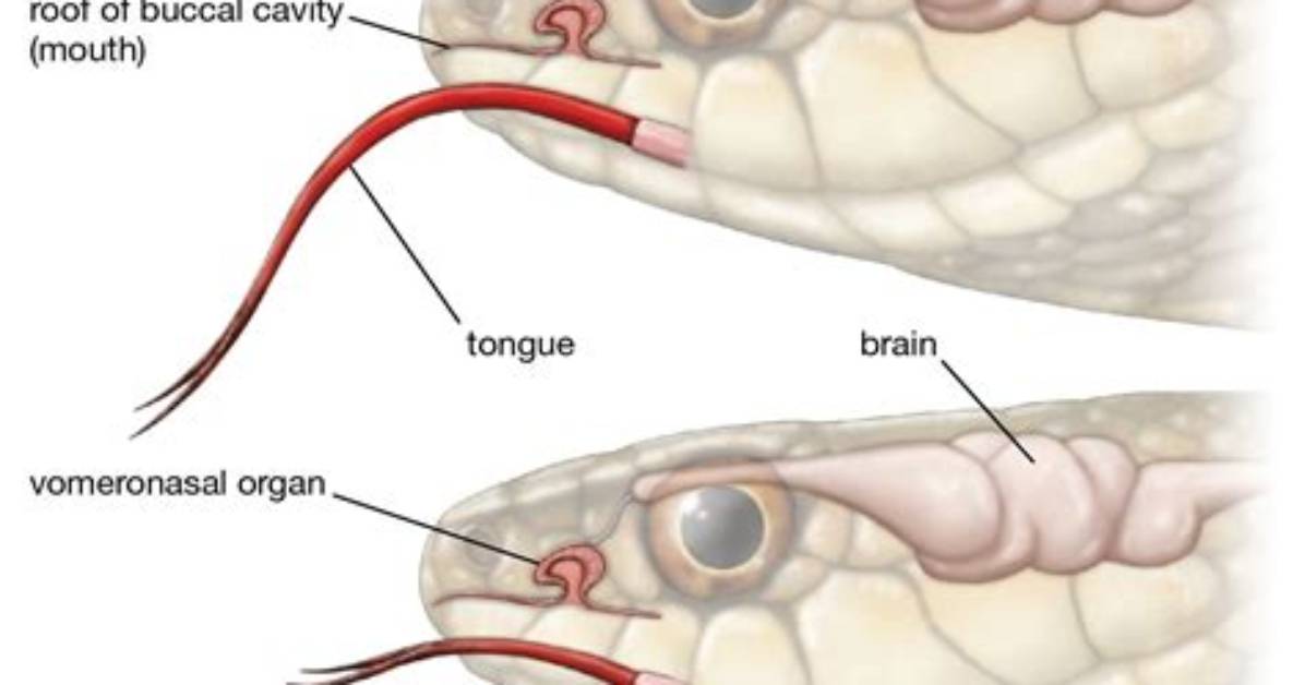 Does Snake Have Ears?