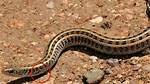 Does Snake Have Legs?