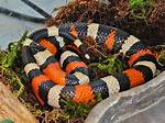 Does Snake Have Milk?