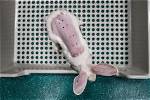 Does So. .. Test on Animals?