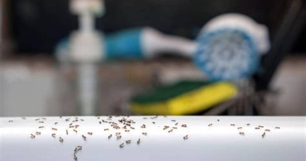 Does Soapy Water Kill Ants