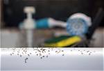 Does Soapy Water Kill Ants