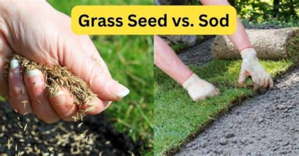 Does Sod Grass Spread?