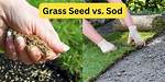 Does Sod Grass Spread?