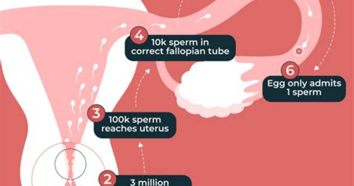 Does Soymilk Kill Sperm