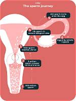 Does Soymilk Kill Sperm
