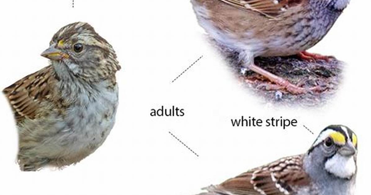 Does Sparrow Have Ears?