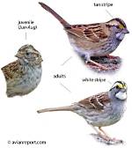 Does Sparrow Have Ears?