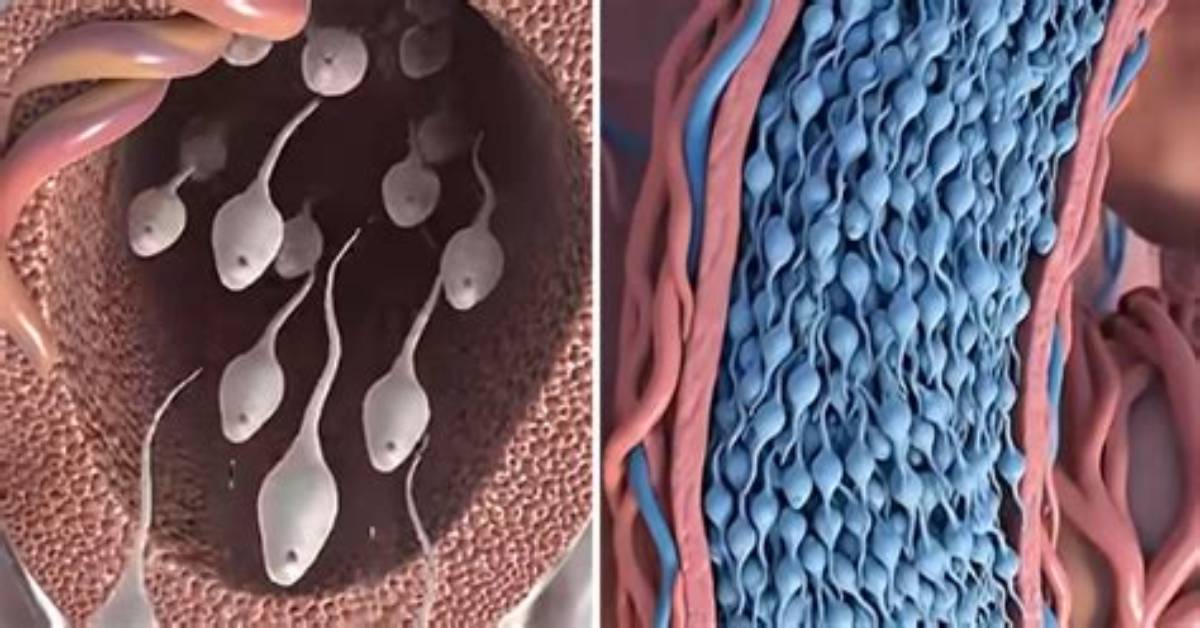 Does Sperm Die If Not Ejaculated?