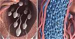 Does Sperm Die If Not Ejaculated?