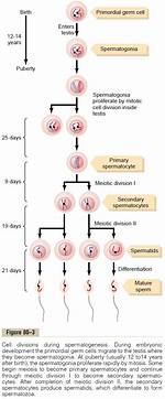 Does Spermatogenesis Begin Before Birth?