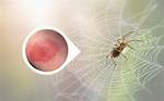 Does Spider Web Burn?