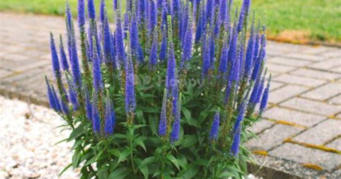 Does Spike Speedwell Spread?