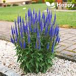 Does Spike Speedwell Spread?