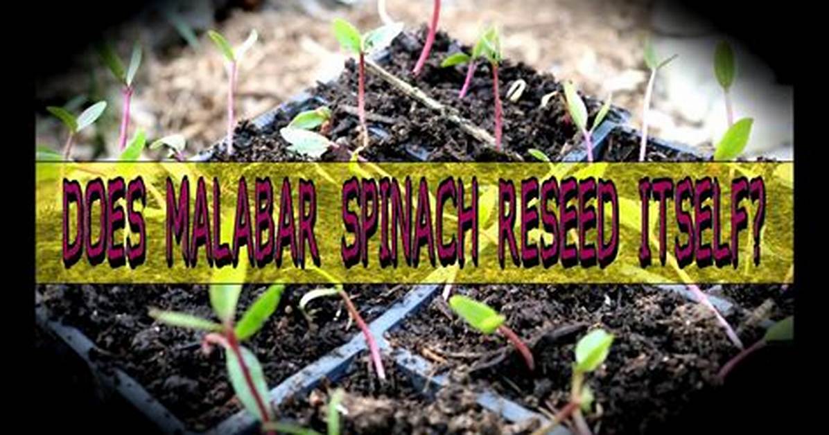 Does Spinach Reseed Itself