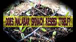 Does Spinach Reseed Itself
