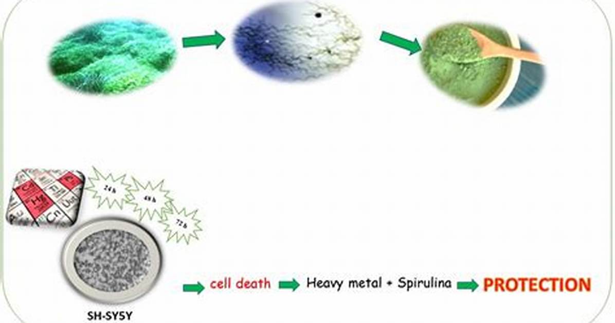 Does Spirulina Remove Heavy Metals