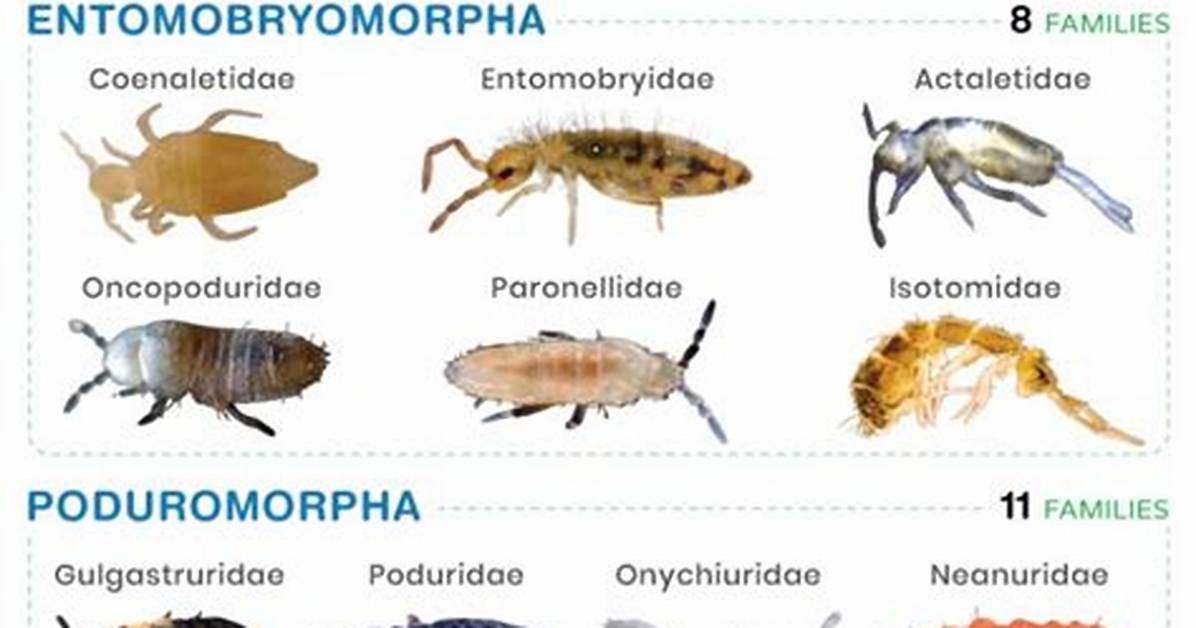 Does Springtails Have Wings?