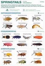 Does Springtails Have Wings?