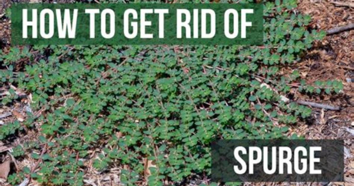 Does Spurge Kill Grass?