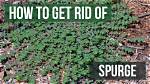 Does Spurge Kill Grass?