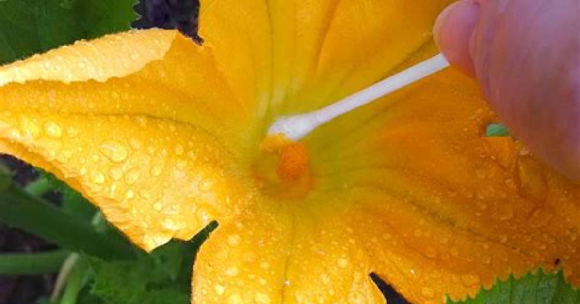 Does Squash Self Pollinate?