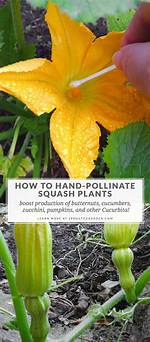 Does Squash Self Pollinate?