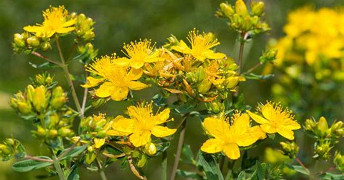 Does St Johns Wort Spread