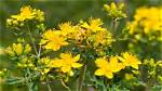 Does St Johns Wort Spread