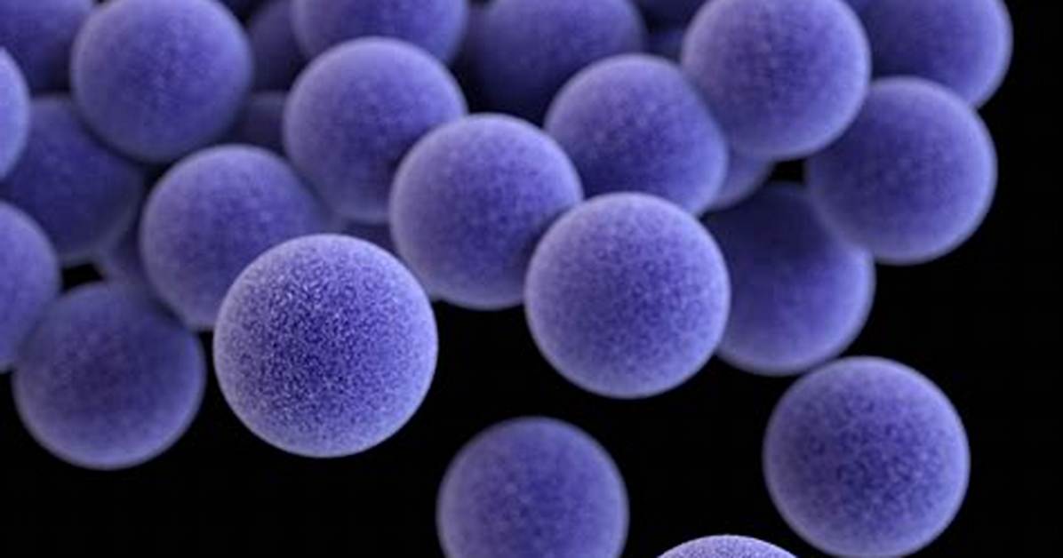 Does Staphylococcus Aureus Require Oxygen