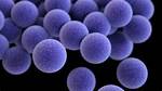 Does Staphylococcus Aureus Require Oxygen