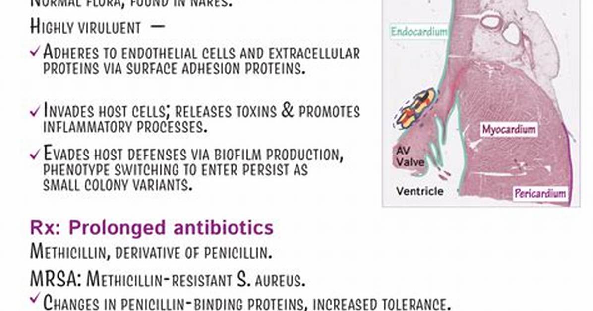Does Staphylococcus Cause Endocarditis?