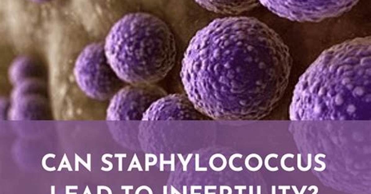 Does Staphylococcus Cause Infertility?