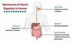 Does Starch Digestion Begin?