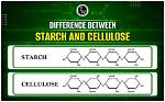 Does Starch Have Cellulose