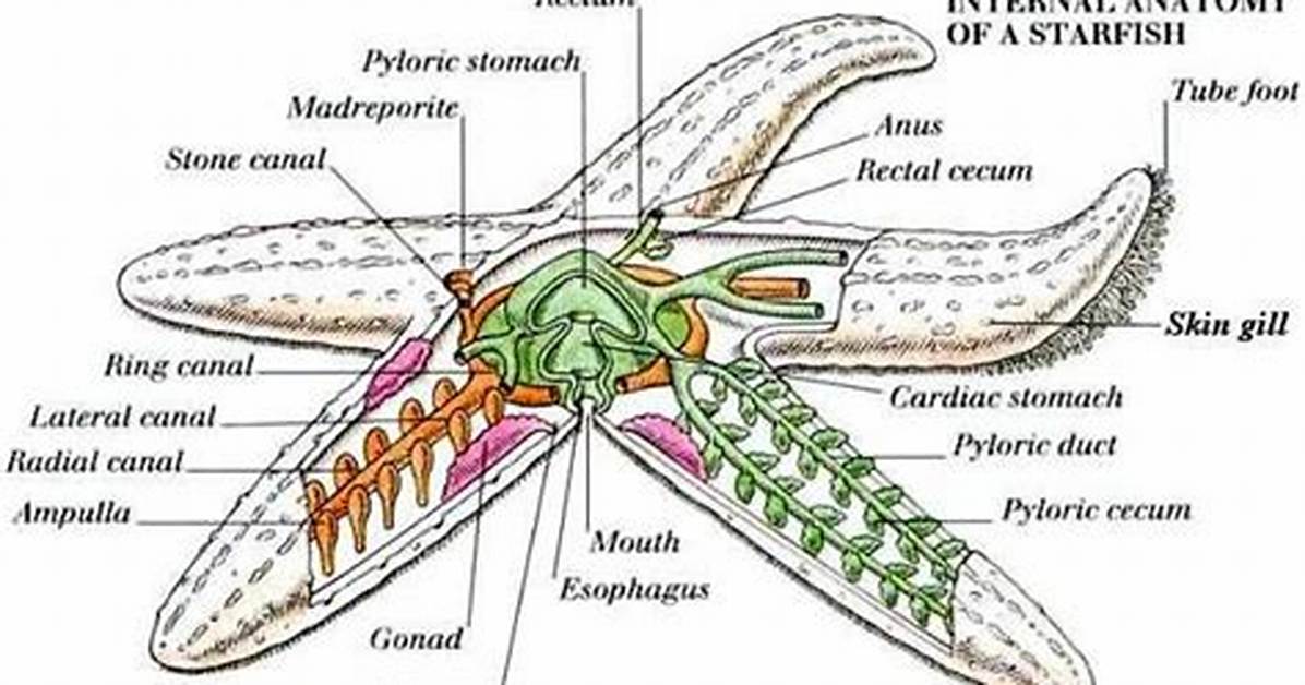 Does Starfish Have Brain?