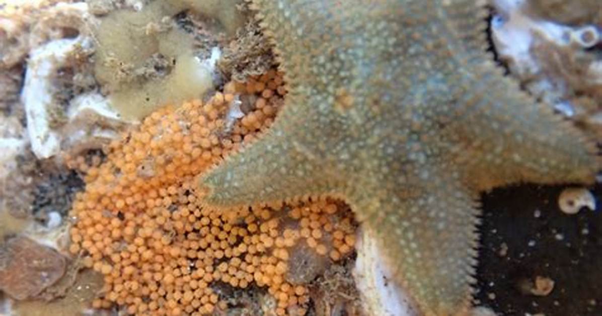 Does Starfish Lay Eggs?
