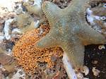 Does Starfish Lay Eggs?