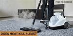 Does Steam Heat Kill Fleas?