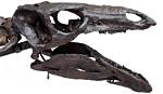 Does Stegosaurus Have Teeth?