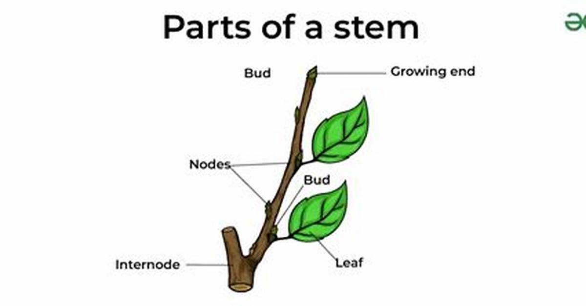 Does Stems Mean Legs?