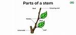 Does Stems Mean Legs?