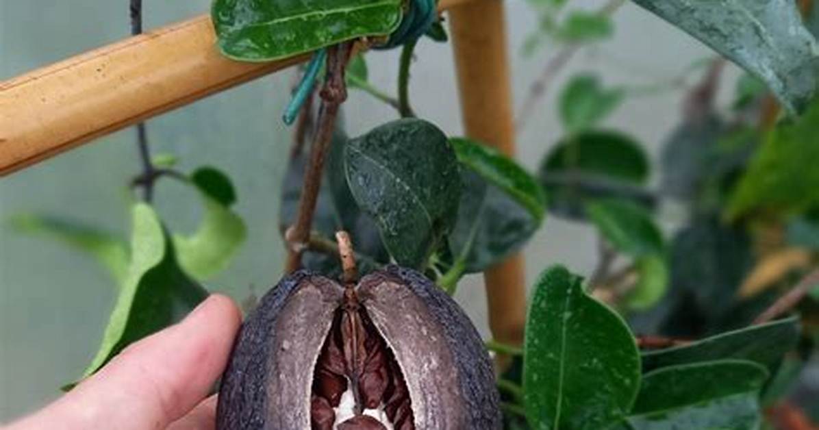 Does Stephanotis Bear Fruit?