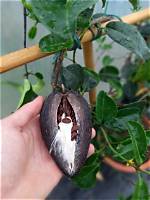 Does Stephanotis Bear Fruit?