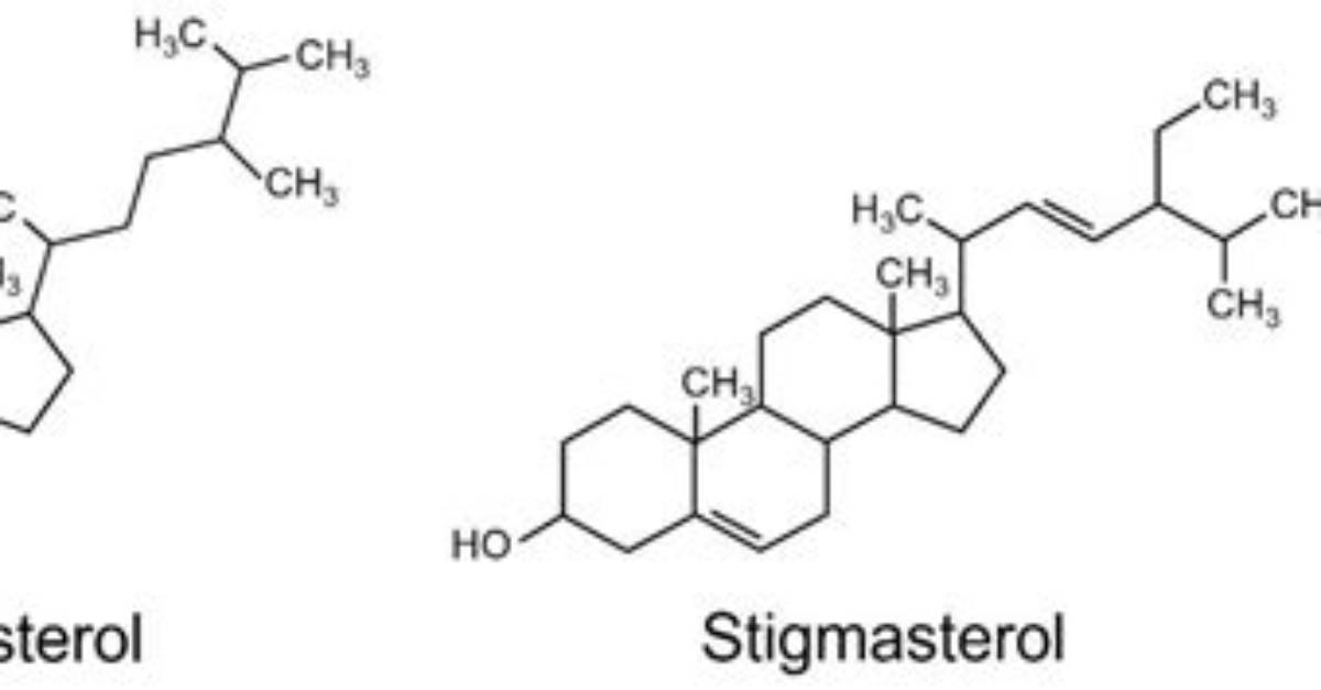 Does Stigmasterol Reduce Cholesterol?