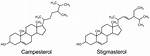 Does Stigmasterol Reduce Cholesterol?