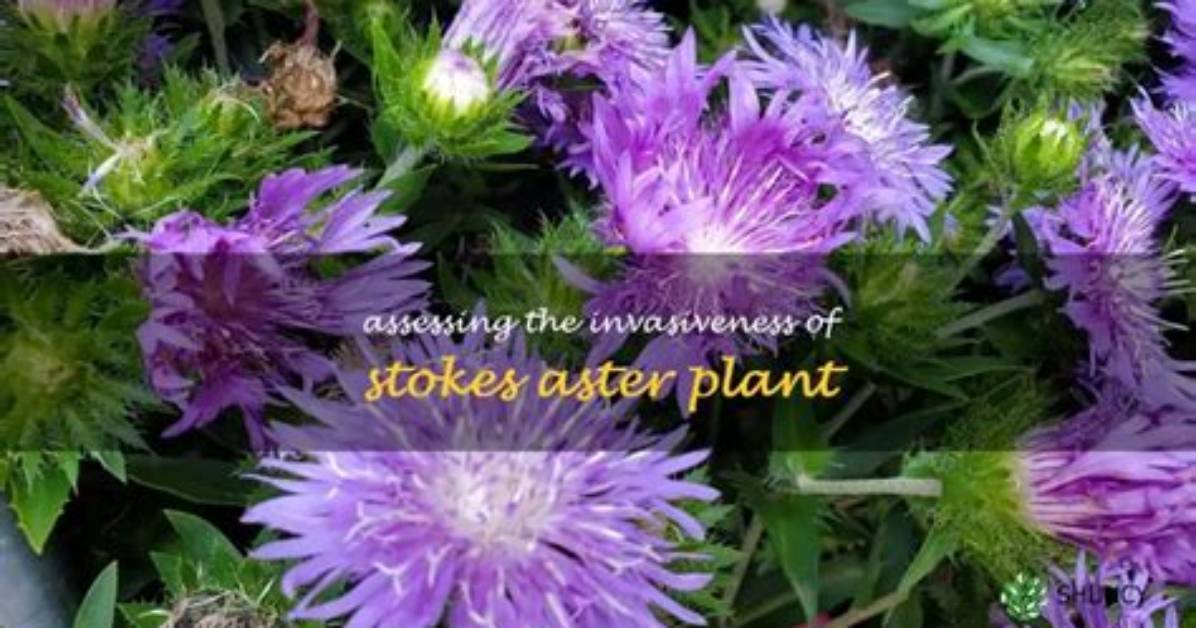 Does Stokes Aster Spread?