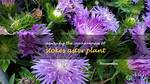 Does Stokes Aster Spread?