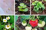 Does Strawberries Have Pips?